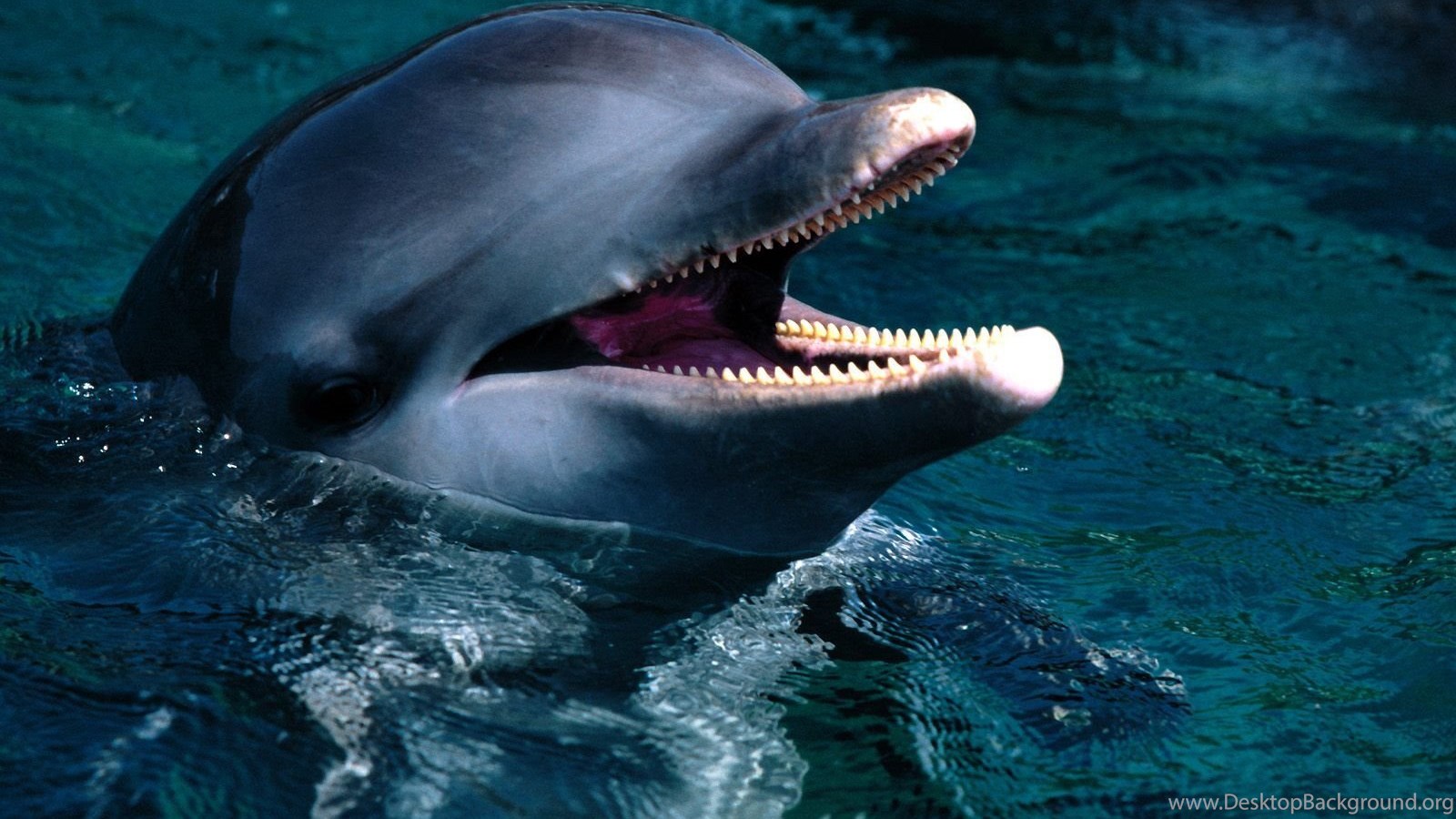 Free Dolphin Screensaver Download